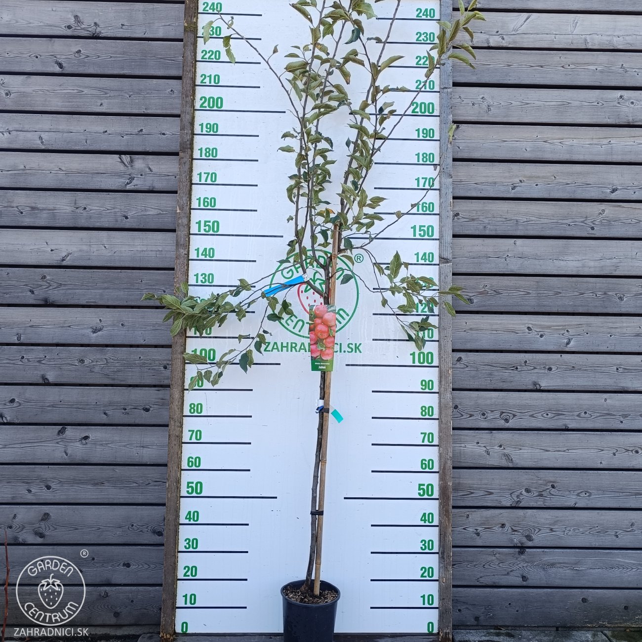 Obrázok Jabloň domáca (Malus domestica) ´FLORINA´- jesenná, výška 270-300 cm, obvod kmeňa 6/8 cm, kont. C6L
